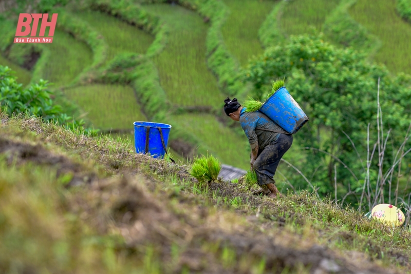 Đi cấy trên nương miền biên viễn xứ Thanh