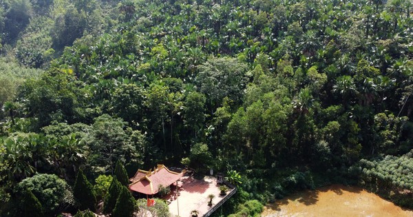 Pintoresco paisaje de un bosque de palmeras en el centro de Phu Tho