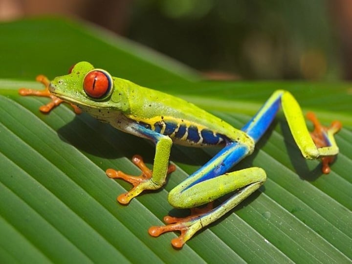 Erstaunt über das Geheimnis der schönsten nachtaktiven Tiere der Welt - 5