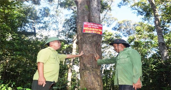 Bình Định: Đặt mục tiêu trồng 30.000ha rừng gỗ lớn vào năm 2035