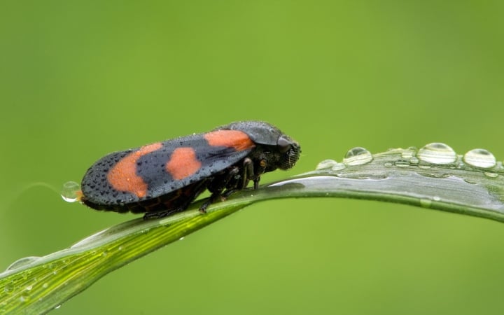 ¿Cuál es la distancia que puede alcanzar el animal que salta más lejos del mundo? - 4