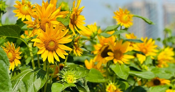 Les gens bravent le soleil pour visiter le plus beau jardin de tournesols de Saigon