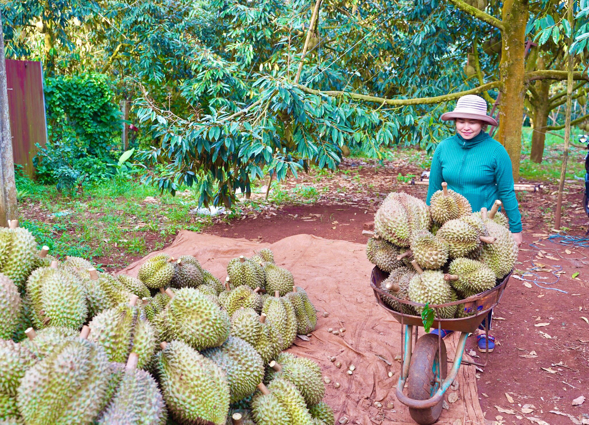 Hiệp hội Rau quả thông tin khẩn cấp, phản đối mạnh mẽ giả mạo mã số vùng trồng sầu riêng - Ảnh 1.