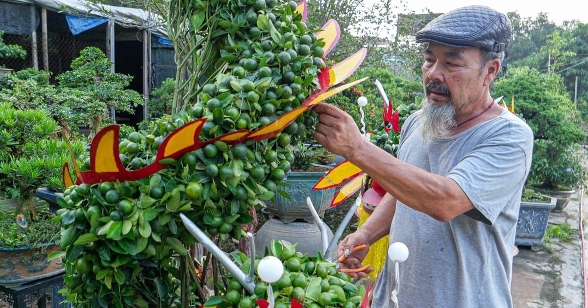 Árbol de kumquat único en forma de dragón de un antiguo granjero de Hanoi