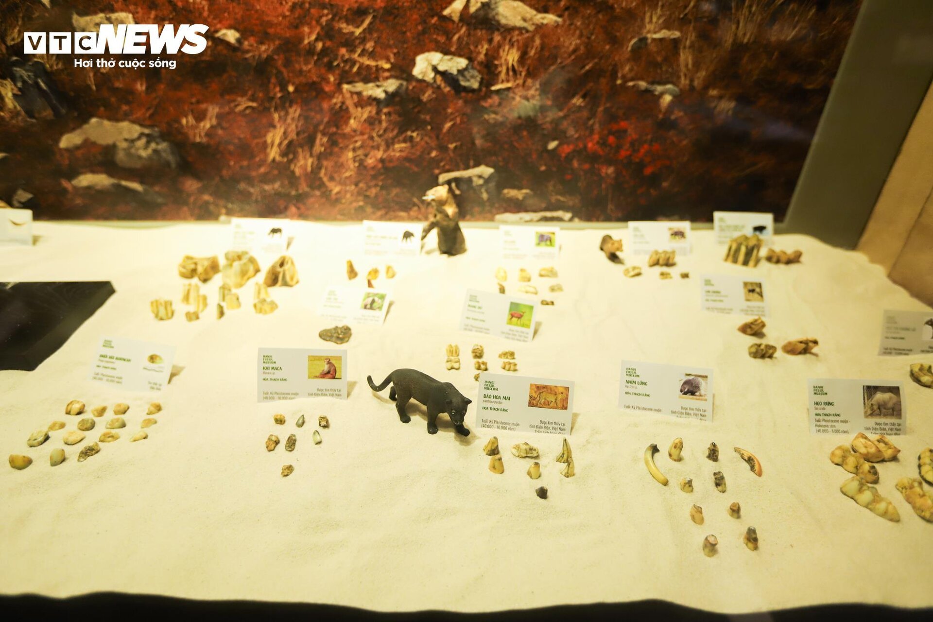 Close-up of billion-year-old fossils on display in Hanoi - 10