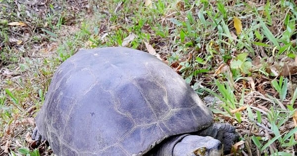 Trabajando en el campo, capturó una rara tortuga que pesa 15 kg.