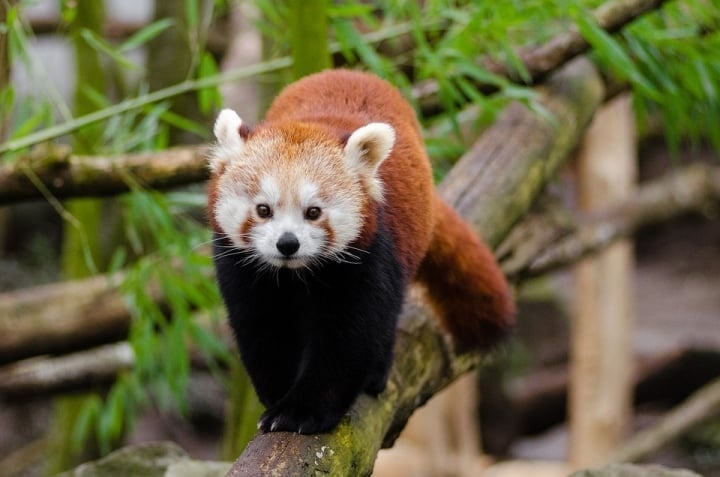 Erstaunt über das Geheimnis der schönsten nachtaktiven Tiere der Welt - 3