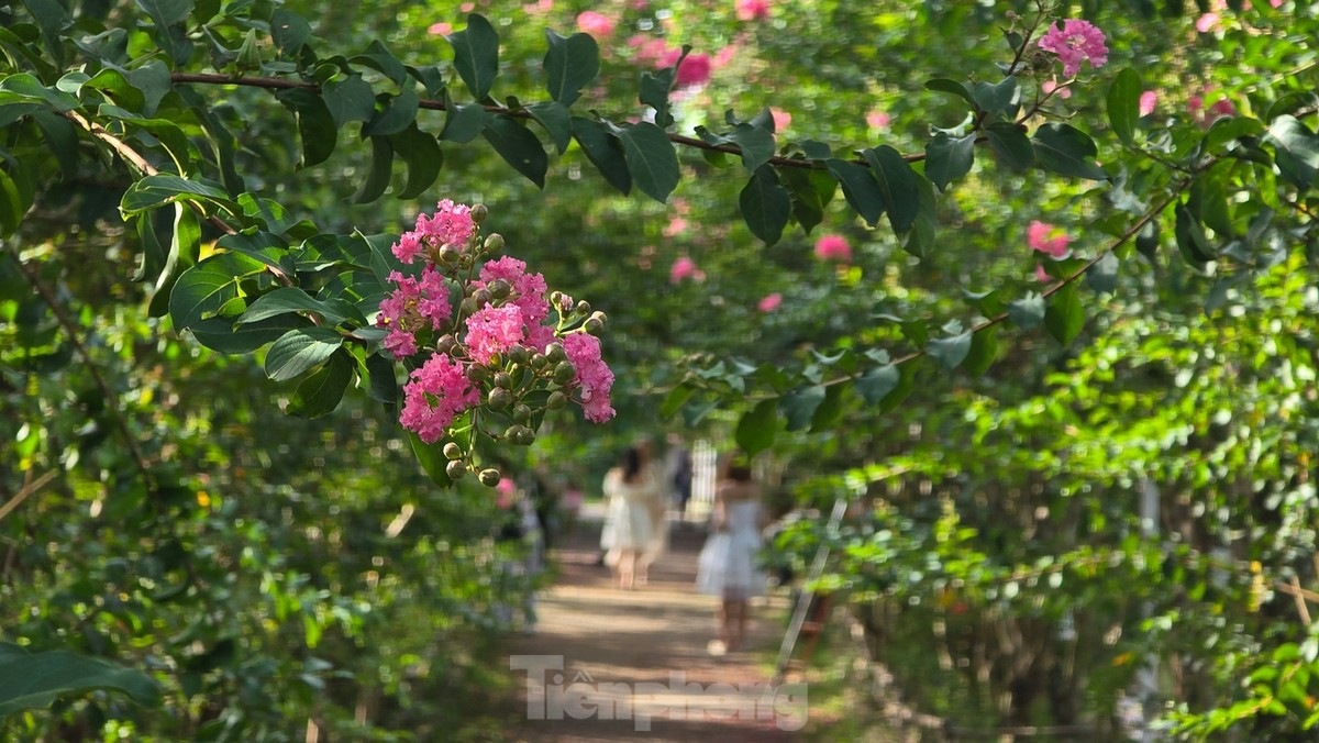 Genießen Sie die Schönheit der Goldlacke, die die Straßen von Hanoi bedecken. Foto 1