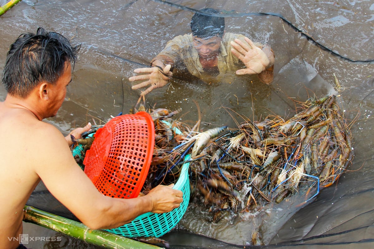 Ngành thủy sản 'đang khó khăn hơn cả thời đỉnh dịch'