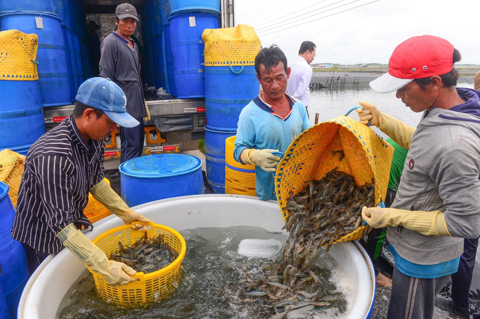 Việt Nam chế biến nhiều hàng giá trị gia tăng hơn Ecuador và Ấn Độ nên giá tôm Việt giảm ít hơn - Ảnh: QUANG ĐỊNH