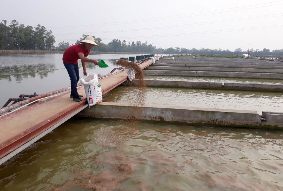 Nuôi trồng thủy sản tại Hợp tác xã Thuỷ sản công nghệ cao Đại Áng, huyện Thanh Trì. 