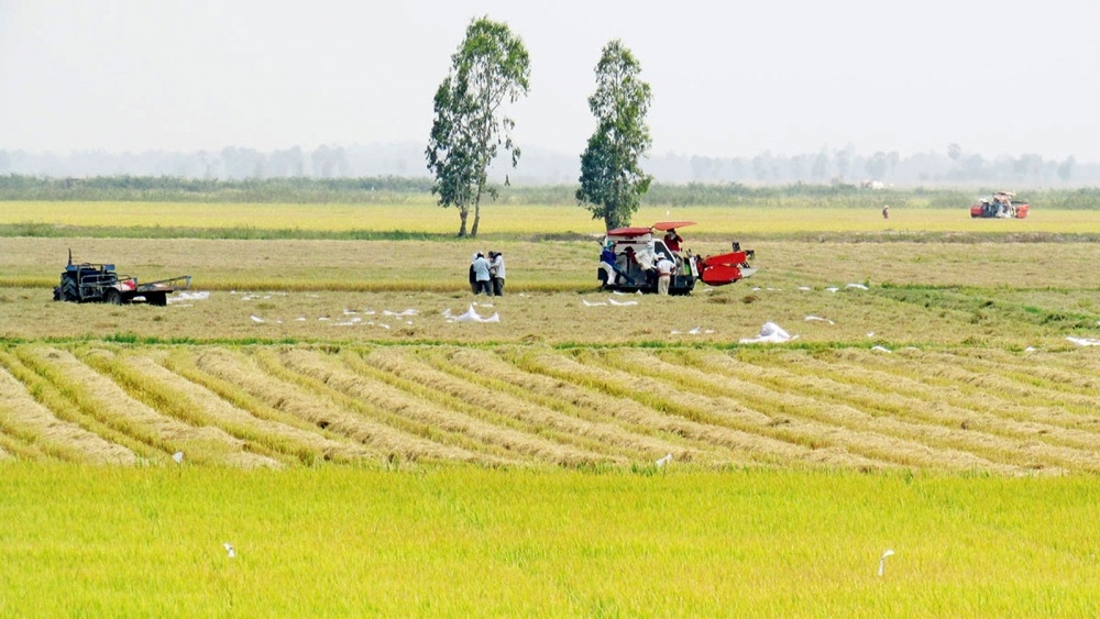 Giá lúa gạo hôm nay ngày 26/3: Biến động trái chiều giữa lúa và gạo