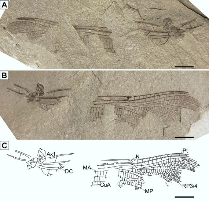 In England wurden kürzlich Fossilien von Libellenflügeln ausgegraben. (Foto: HISTORISCHE BIOLOGIE)