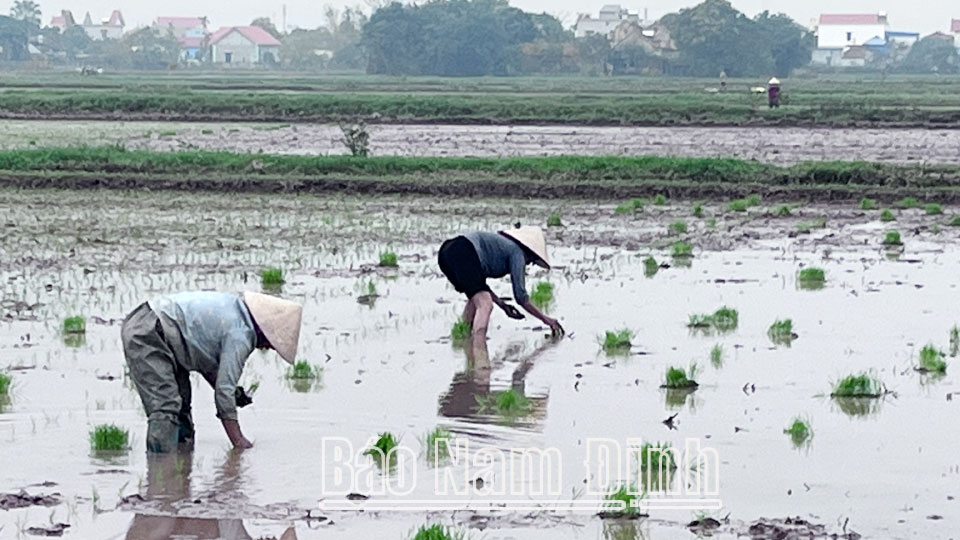 Los agricultores de la comuna de Trung Thanh (Vu Ban) plantan la cosecha de arroz de invierno-primavera de 2023.