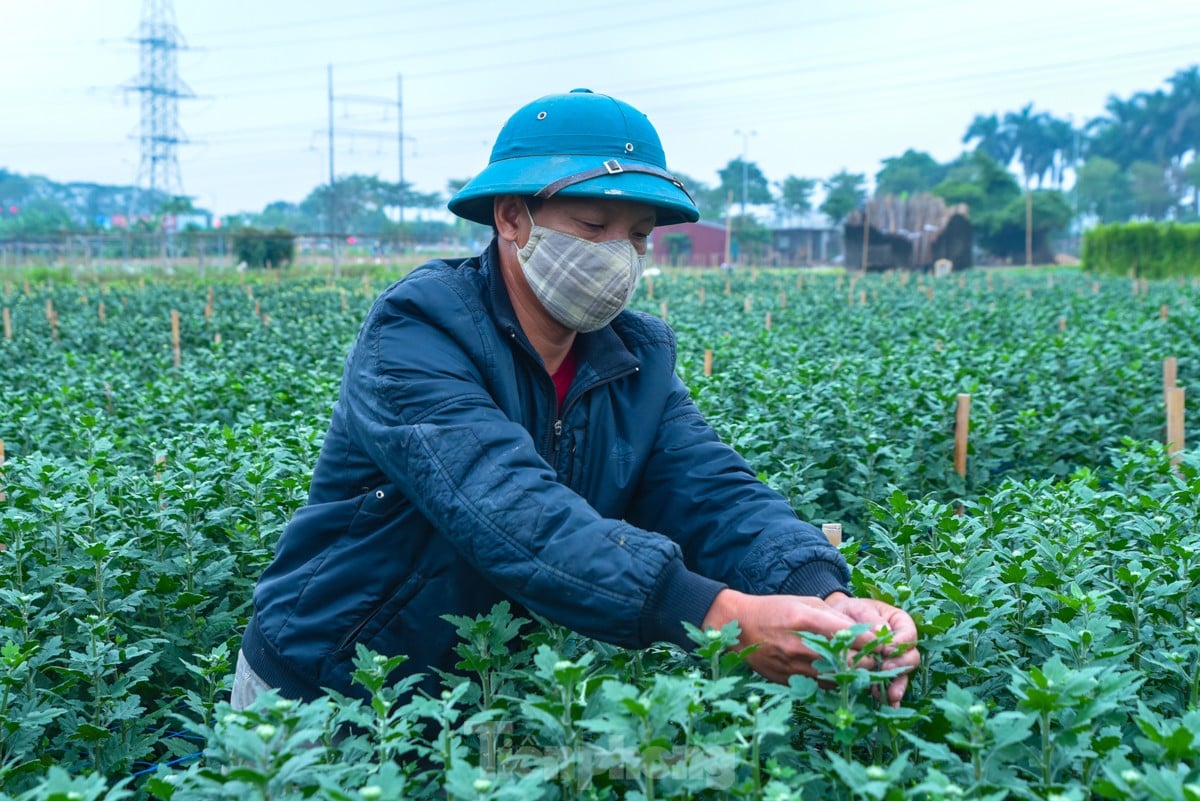 Làng hoa lâu đời nhất miền Bắc tất bật chuẩn bị vào vụ Tết ảnh 4