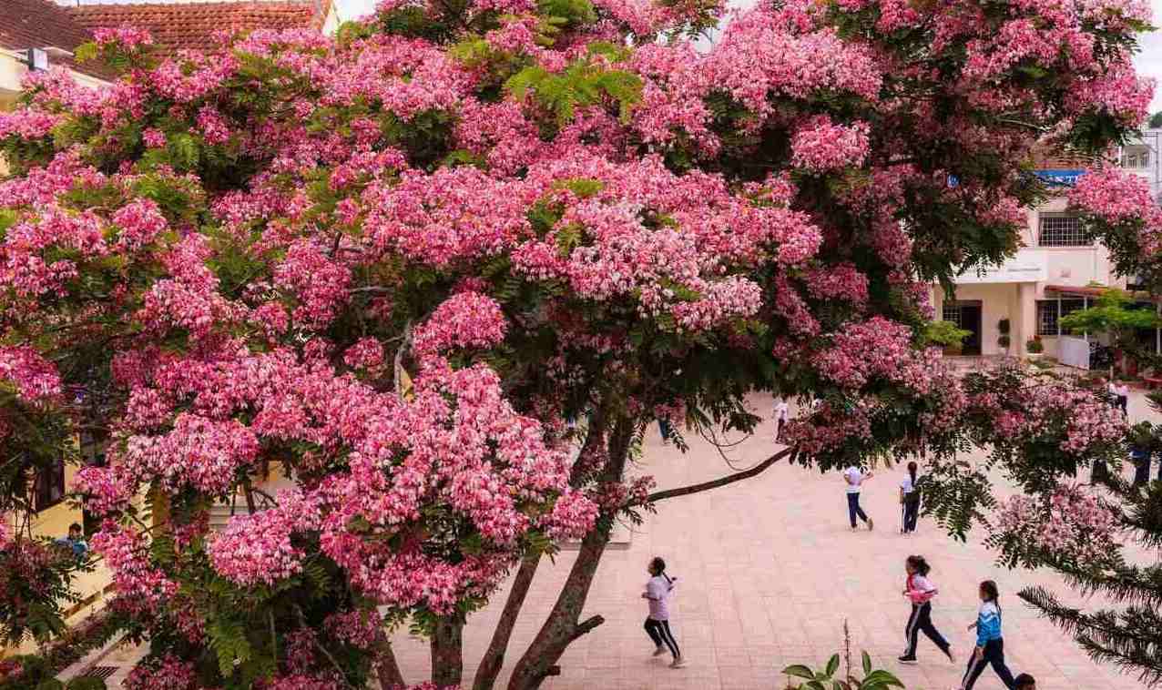 Coming to Dalat in the summer, visitors can admire the sweet color of the brilliant pink phoenix flower season.