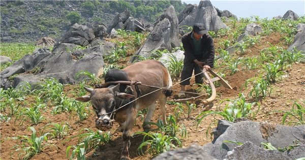 村落調査による社会経済状況の把握：少数民族に対する土地政策の確保（第7部）