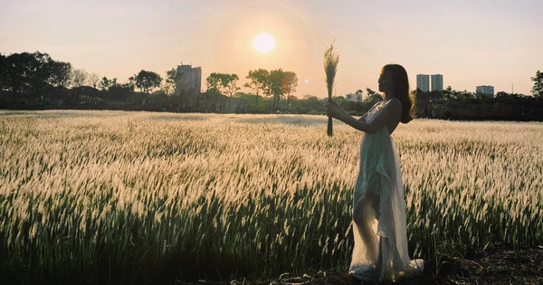 Fascinado por la belleza de los campos de algodón en la Universidad Nacional de Ciudad Ho Chi Minh