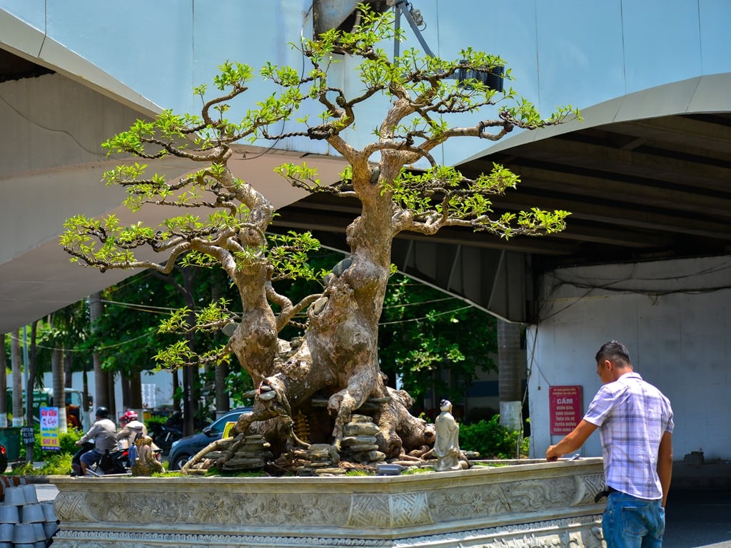 Chiêm ngưỡng hàng trăm cây bonsai "độc lạ" dưới chân cầu Sông Hàn - Ảnh 7.