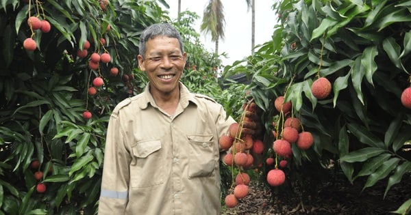 La producción ha disminuido, pero los agricultores de Quang Ninh cultivan lichis tan grandes como huevos, dulces y frescos para comer, pero aún así están entusiasmados con esto.