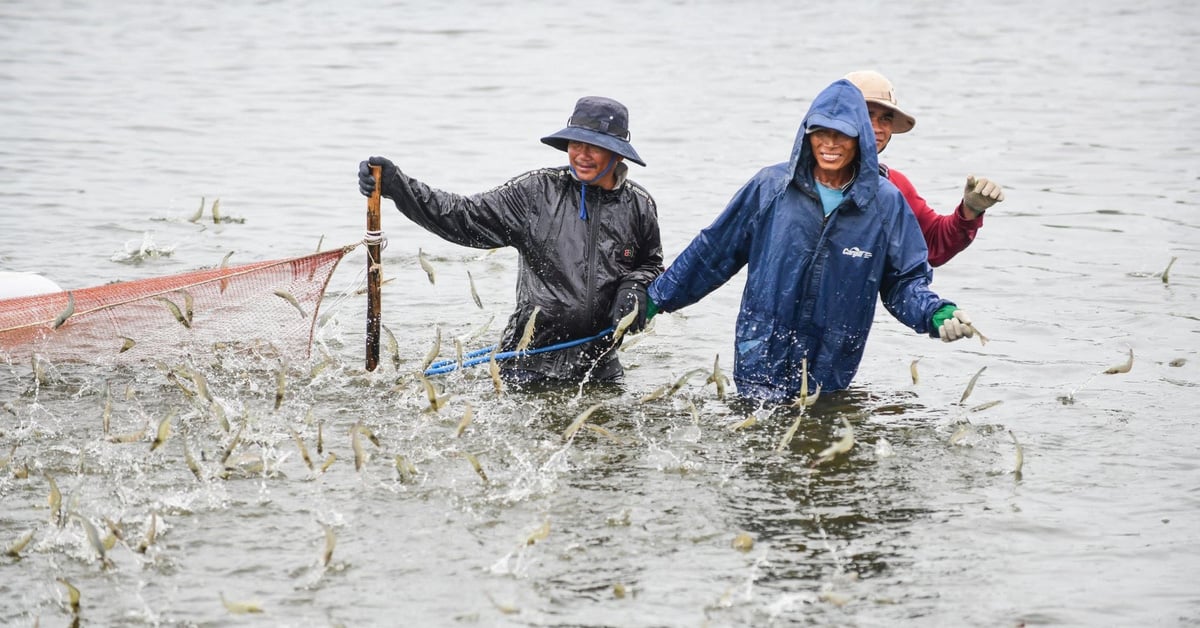 Coming to the year-end holiday season, the US chooses to buy a lot of Vietnamese shrimp