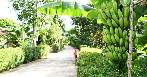 Un village à Ha Tinh, pas un village touristique, pas de temple, n'est-ce pas beau que tant de gens veulent voir ?