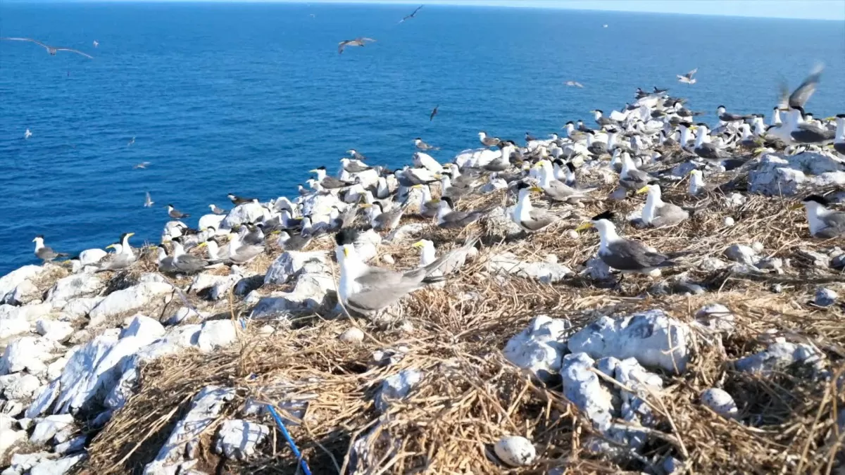 Hon Trung es el santuario de aves marinas con la mayor densidad de reproducción en Vietnam. Foto: Parque Nacional Con Dao