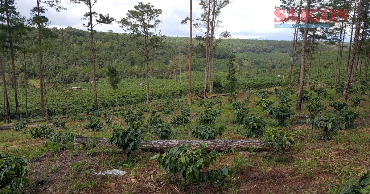 Towards Deforestation-Free Coffee Production