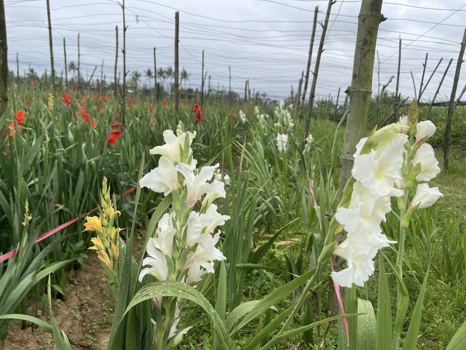 En la cosecha de flores del Año Nuevo Lunar de 2024, los gladiolos florecieron temprano, lo que provocó una fuerte caída de precios. Las flores aún estaban en plena floración el 30 de Tet.