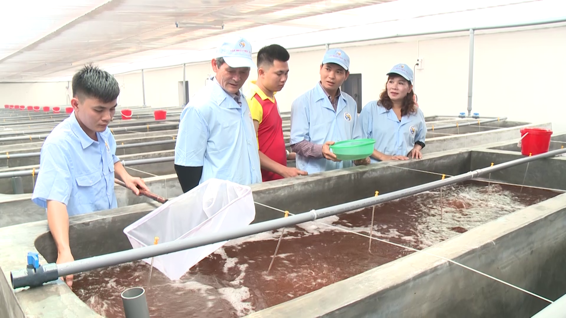 Nuôi tôm trong nhà kính: Mô hình hiện đại, hiệu quả cao