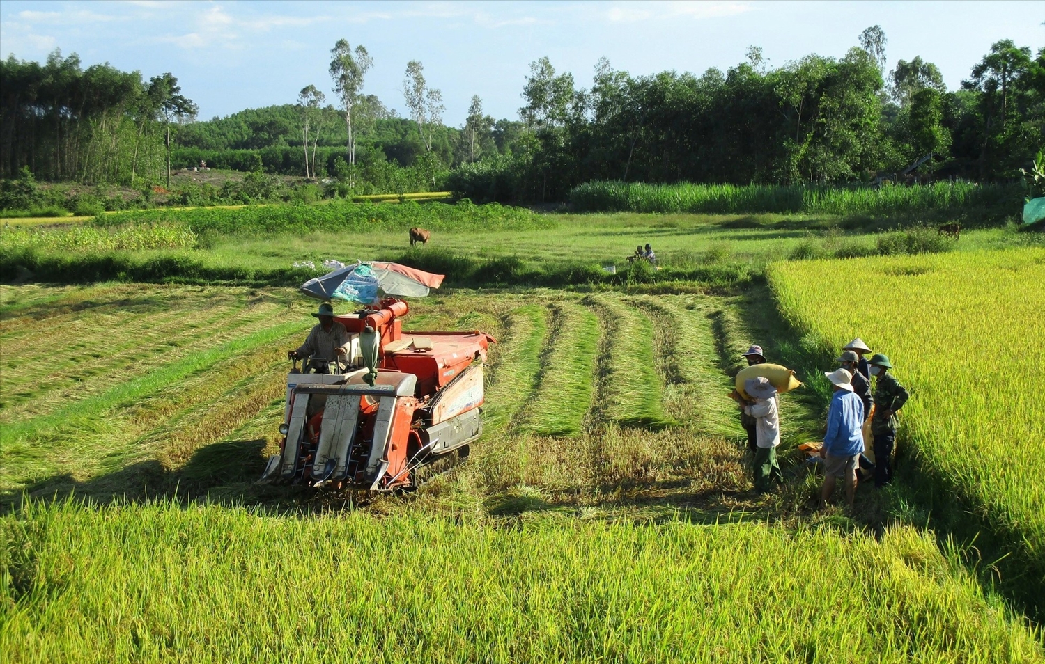 Các hợp tác xã ở huyện Quế Sơn đã phát huy tốt vai trò “bà đỡ”, tích cực tiếp sức cho nông dân trong sản xuất nông nghiệp (Ảnh: T.H).