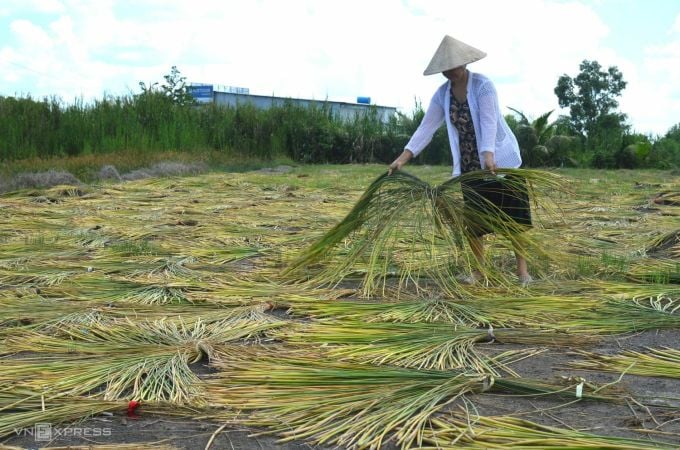 Bà Trịnh Hồng Thúy phơi cỏ năn tượng. Ảnh: An Minh