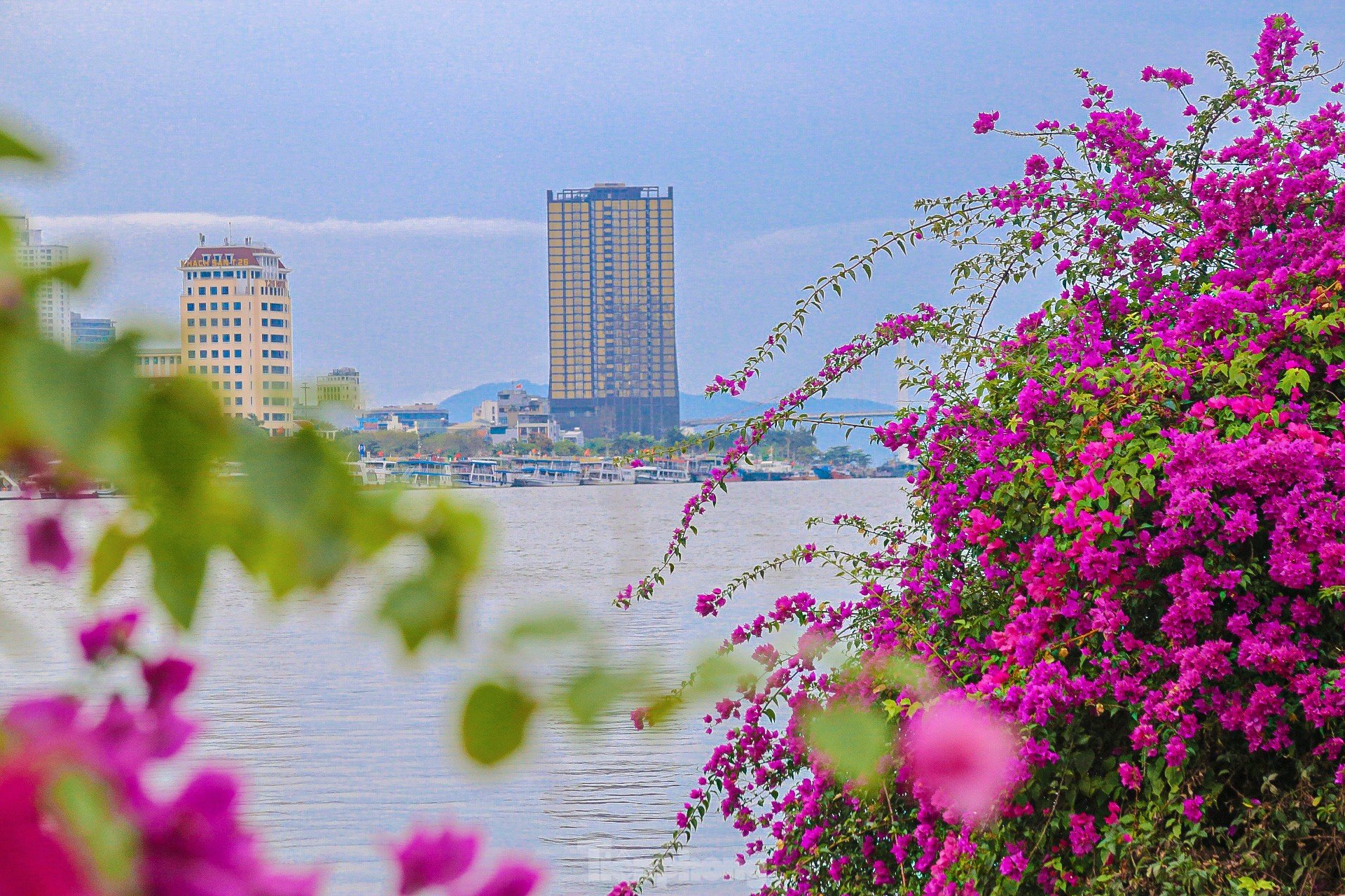 'Fiebre' con las brillantes flores de buganvilla floreciendo en ambas orillas del río Han foto 2