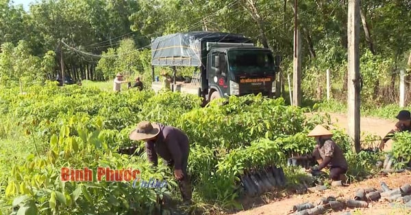 Cao su là loại cây giống đang bán hút hàng ở Bình Phước, lao động được trả công 9 triệu/tháng