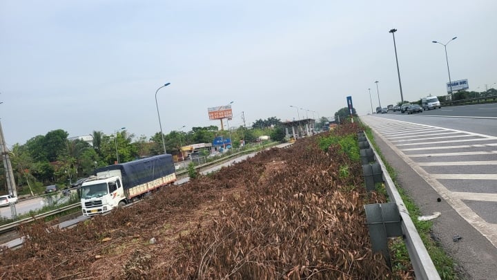 Image de 100 000 arbres abattus des deux côtés de l'autoroute Cau Gie Ninh Binh