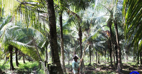 Un animal salvaje llamado oruga de cabeza negra destruye los cocoteros en un distrito de Tien Giang. La gente está intentando erradicarlo.