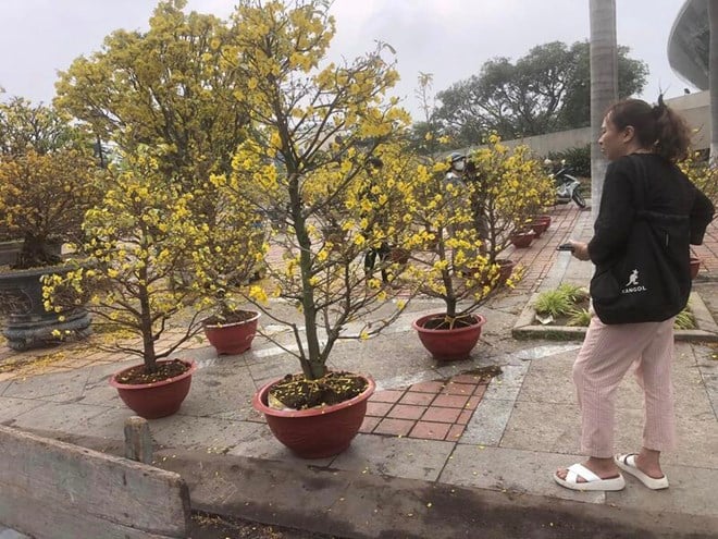 Tous les commerçants de Da Nang ont réduit leurs prix, les pots de chrysanthèmes ne coûtent que 100 000 dongs