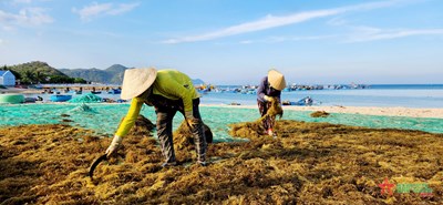 Regardez les pêcheurs récolter les algues