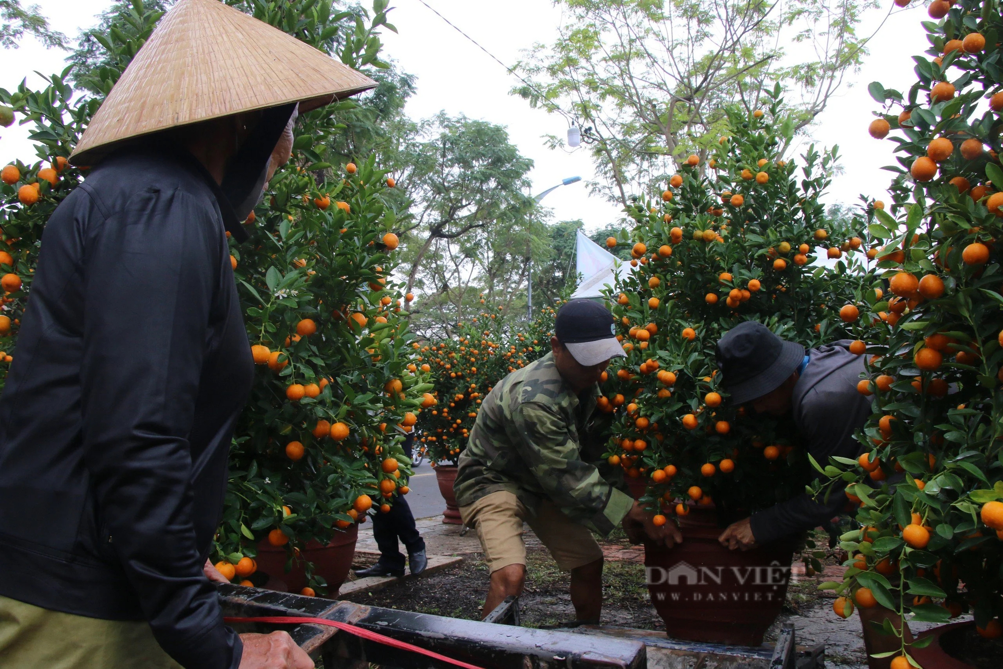 29 Tết, thương lái đồng loạt 