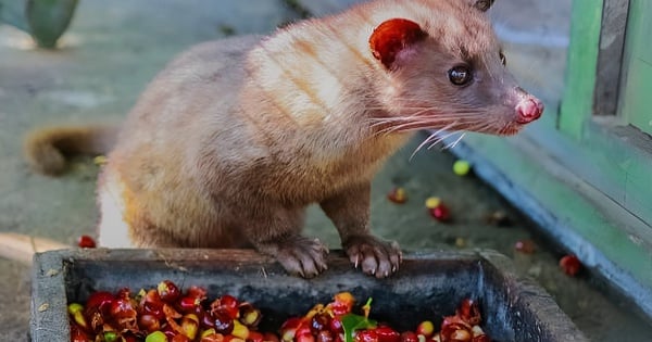 ស្វែងរករសជាតិកាហ្វេ Weasel នៅលើភ្នំ