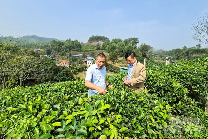 Mr. To Van Khiem, Director of Khe Coc Safe Tea Cooperative (left) next to his family's organic tea garden. Photo: Dao Thanh.