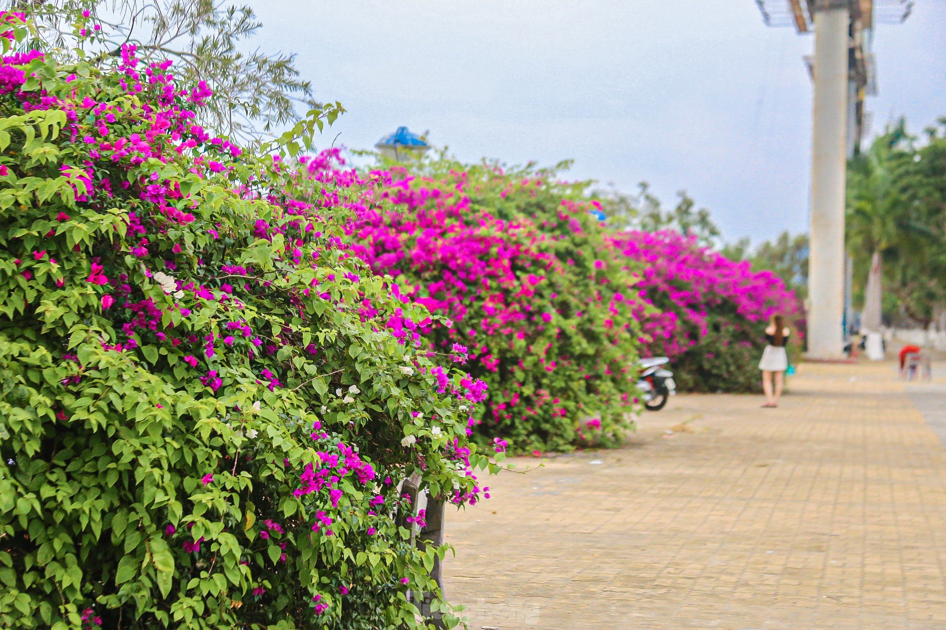 'Fiebre' con coloridas flores de buganvilla floreciendo en ambas orillas del río Han foto 1