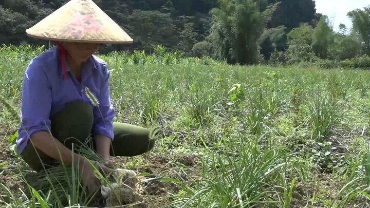 Nông dân thu hoạch kiệu.