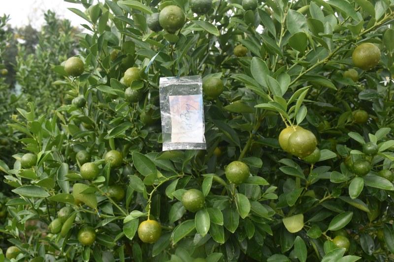 Se estima que más del 70% de los árboles de kumquat en Hoi An han sido pedidos por comerciantes, lo que entusiasma a muchos agricultores. Foto: Hoang Bin.