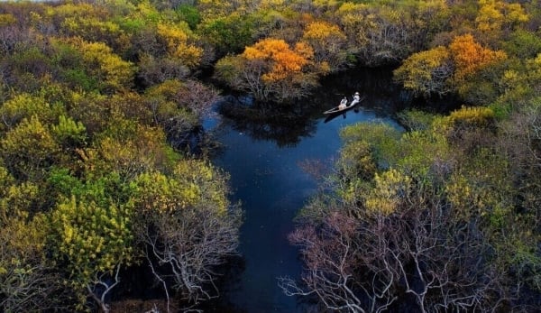 Fall in love with the autumn beauty of the primeval mangrove forest of Ru Cha