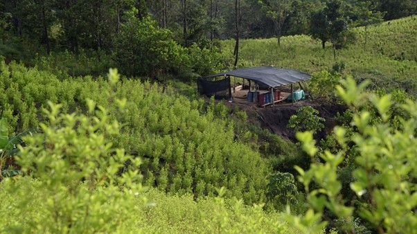 Chiến lược quốc gia chống ma túy của Colombia hướng tới trao cơ hội cho người dân