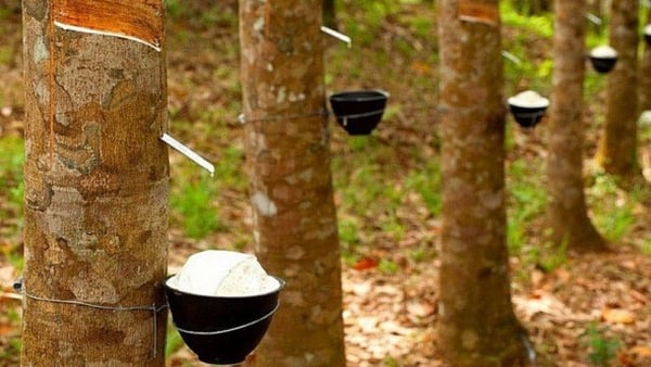 Rubber exports to China market decrease in quantity, increase in quality