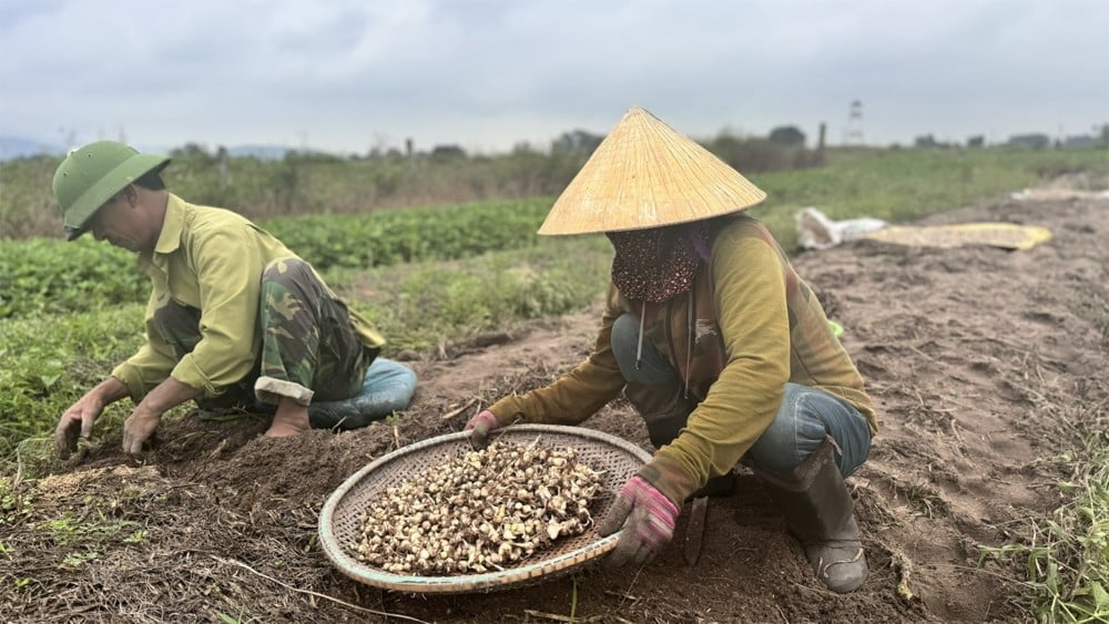 Pepper prices increase sharply; lychee prices are three times higher than last year