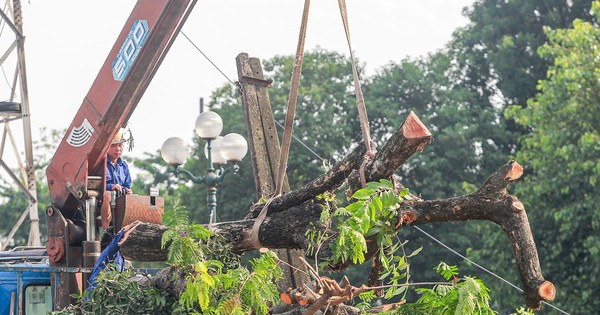 Pourquoi près de 200 arbres ont-ils été abattus le long de la rue Tam Trinh ?