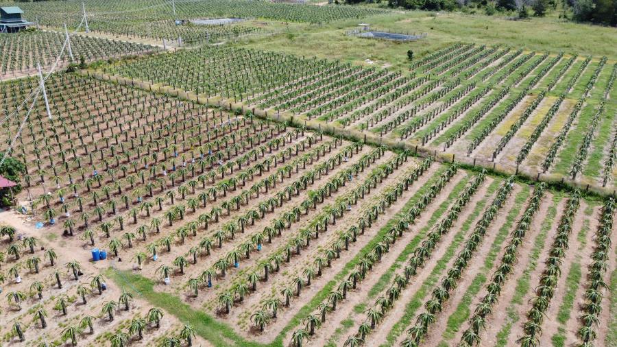 A corner of the red-fleshed dragon fruit farm. Photo: Duy Tuan